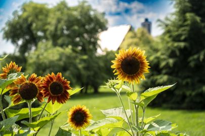 Sunny Flowers in Ottawa, Canada -  a landscape photo
