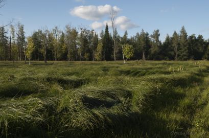Savannah Grasses on TCT in Ottawa, Canada -  a landscape photo