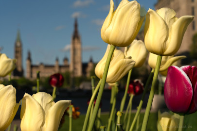 Parliament from Supreme Court in Ottawa, Canada -  a urban photo