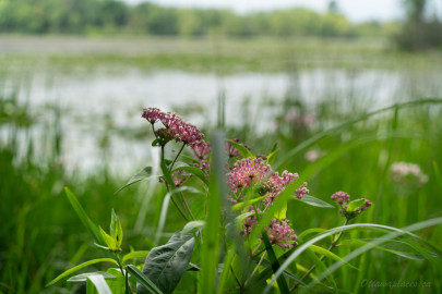Mud Lake In the Distance in Ottawa, Canada -  a landscape photo